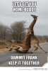 funny-giraffes-fighting-Africa.jpg