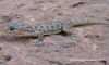 hemidactylus varadgirii.png