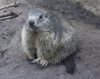 IMG_7722 alpine marmot.jpg