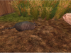 nine-banded armadillo.png