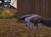 Anteater.png