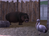 Pygmy hippo.png