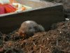 ansell's mole rat.jpg