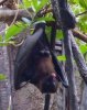 indian flying fox.jpg