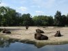 tierpark wood bison.jpg