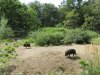 tierpark chacoan peccary.jpg