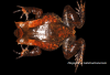 Megophrys kalimantanensis.png