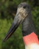 jabiru mycteria head.jpg
