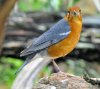 ORANGE HEADED GROUND THRUSH - COTSWOLD WILDLIFE PARK 10 04 2017 (375A).JPG