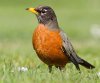 AmericanRobin1.jpg