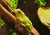 20191012_121643 white-lipped tree frog  - Litoria infrafrenata.jpg