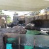 LA harbor seal enclosure.jpg