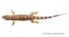 dravidogecko septentrionalis.png