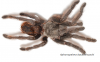 Aphonopelma bacadehuachi.png