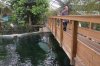 beauval manatee walkway.jpg