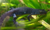 Alpine newt - Ichthyosaura alpestris.png