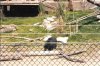 Unknown sloth bear 2.jpg