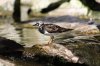 berlin ruddy turnstone.jpg