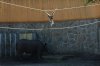 wroclaw rhino and gibbon.jpg