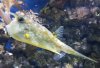 20180513_131043 longhorn cowfish - Lactoria cornuta.jpg