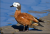 sa shelduck.PNG