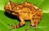 Megophrys caobangensis.png