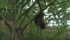 flying fox 4.PNG