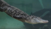 alligator.PNG