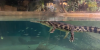 tomistoma 3.PNG