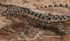 hemidactylus nzingae.png