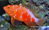 Plectranthias pelicieri.png
