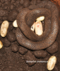 Xylophis mosaicus.png
