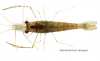 Macrobrachium tenuipes.png