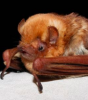 new bat-species.png