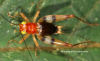 Rhicnogryllus paetensis.png