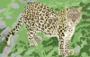 Persian leopard map.PNG