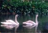 Trumpeter_Swan_02.jpg