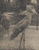 schoenbek ooievaars artis 1954.png