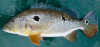 cichla cataratae.png