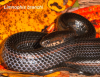 limnophis branchi.png