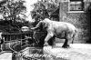 zoo 1952.jpg