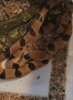 20191201_154000 african tiger snake - Telescopus semiannulatus.jpg