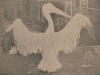 pelican diergaarde rotterdam 1929.png