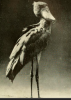 shoebill washington zoo boek 1930.png