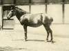 Grevy Zebra x Morgan mare mashingthon 1890 - 1930.png