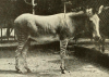 grevy zebra x domestic ass washington 1890 - 1930.png