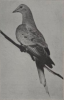 trekduif cincennati zoo - gids 1924.png