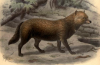 bush dog 1890.png