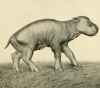 first pygmy hippo born caprivity bronx 1920.png