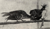 first hoatzins in captivity 1922.png